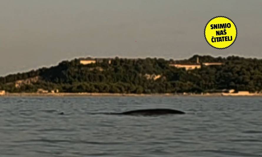 Spektakularna snimka! Velik kit izronio kod Pule: 'Ovo je prvi put da vidim kita. Ogroman je'