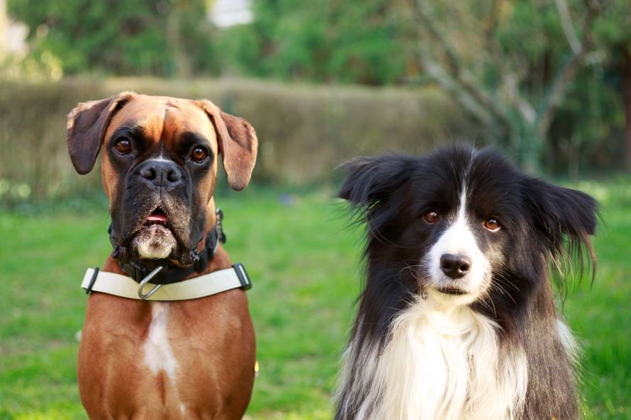 'Mi smo terapijski psi Freya i Jupi. Djeca uz nas brže ozdrave'