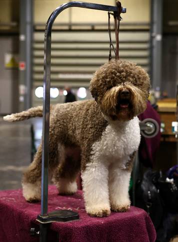 A Lagotto Romagnolo attends the first day of the Crufts dog show in Birmingham