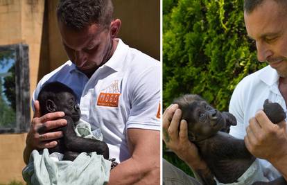 Čuvar spasio život bebi gorili, svakodnevno je hranio bočicom, a sad su mu našli i novu majku