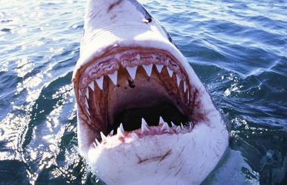 Nova studija: Ovo su plaže s najviše napada morskih pasa