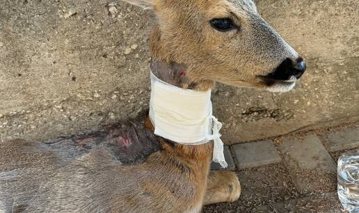 GALERIJA Psi izgrizli srnu u Zadru, veterinari su je zbrinuli: Možda će trebati na operaciju