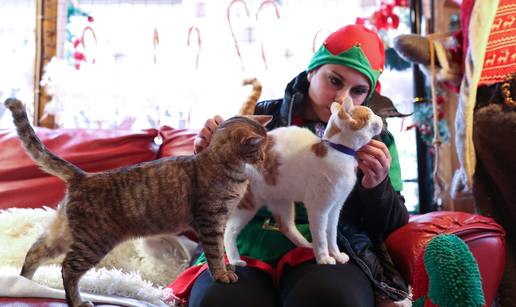 FOTO Advent za ma&ccaron;ke u Rijeci: U azilu se mo&zcaron;ete maziti i igrati s macama i prona&cacute;i ljubimca