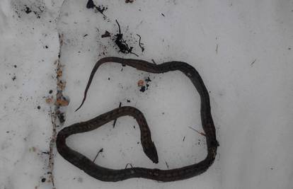Usred prosinca na snijegu u Lici pronašao je uginulu zmiju