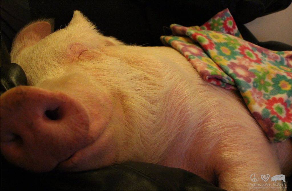 Esther the Wonder Pig/Facebook