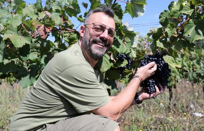 Nikad ranija berba u Istri: 'Loza je kao dijete, ne treba je puno razmaziti. Sve s nekom mjerom'