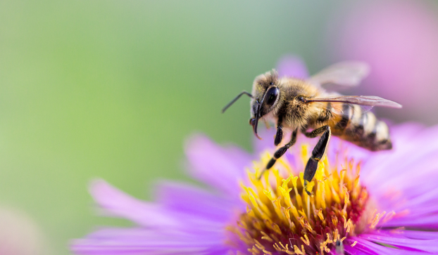 Svjetski je dan pčela! Znate li koliko su važne za naš planet?