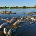 Tone mrtve ribe: Njemačke su vlasti pronašle živu u rijeci Odri