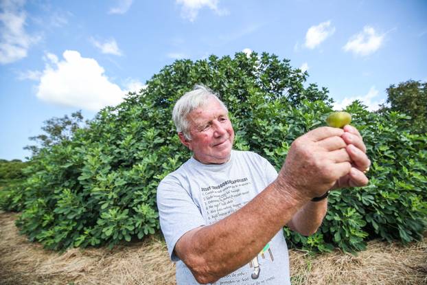 Zagreb: Josip Derdić ispred svoje smokve