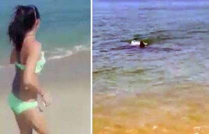 Panika i vrištanje na plaži: U plićak stigla velika bijela psina!