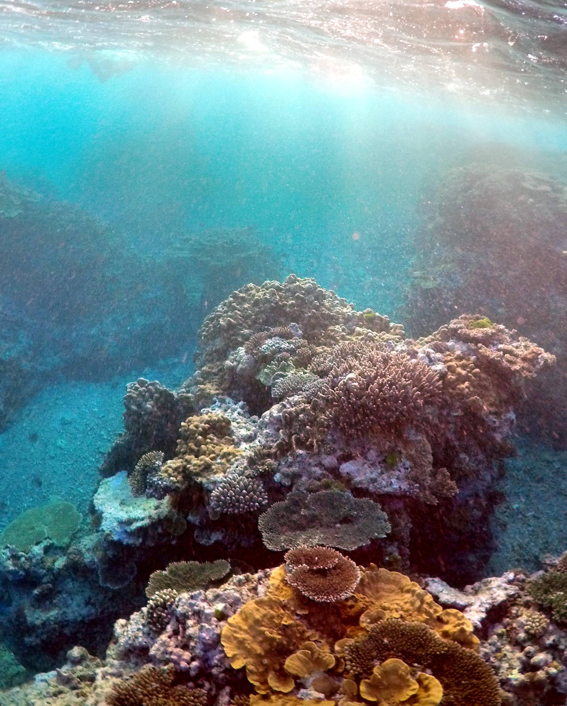 Peter Gash snorkels with Oliver Lanyon and Lewis Marshall during an inspection of the reef's condition in an area called the 'Coral Gardens' located at Lady Elliot Island located north-east from the town of Bundaberg in Queensland