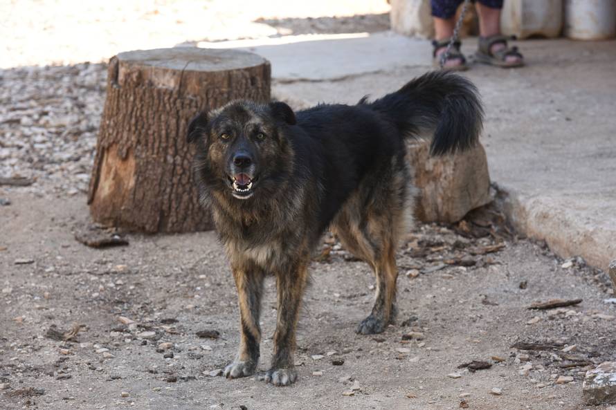 Dao 25.000 kn za vještačenje Mede, a ništa se nije provelo