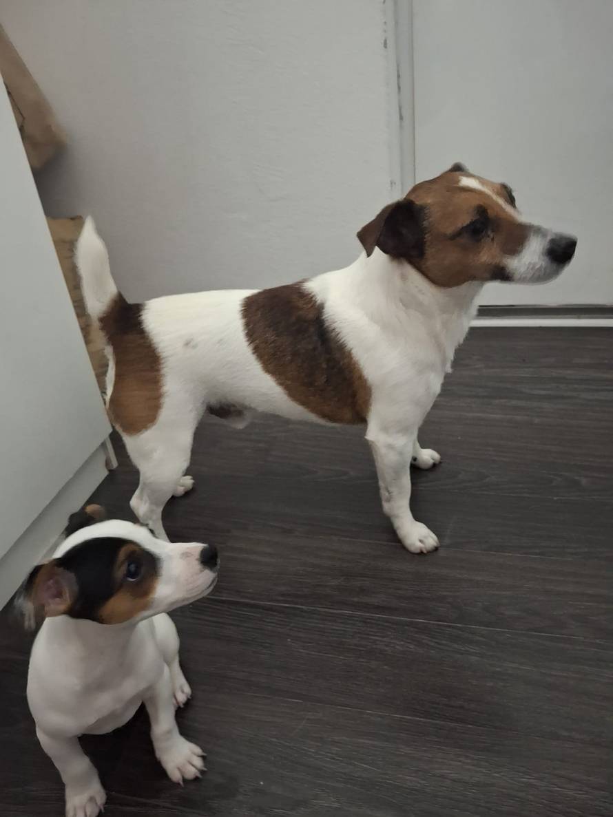 Pas Maks je nestao prije sedam mjeseci, život mu spasio šumar: 'Bio je 500 kilometara od kuće'