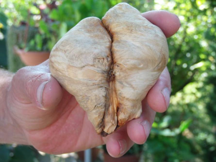 Zinka Čižmešija/24sata