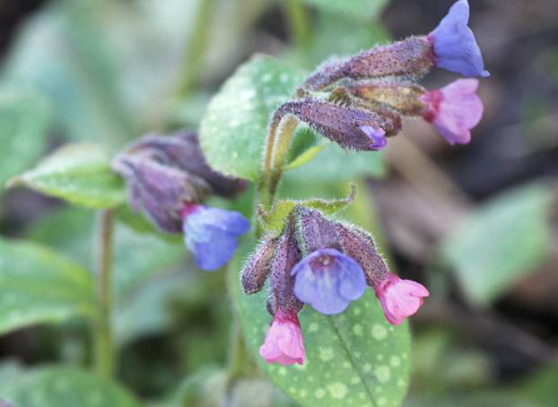lungwort flowers