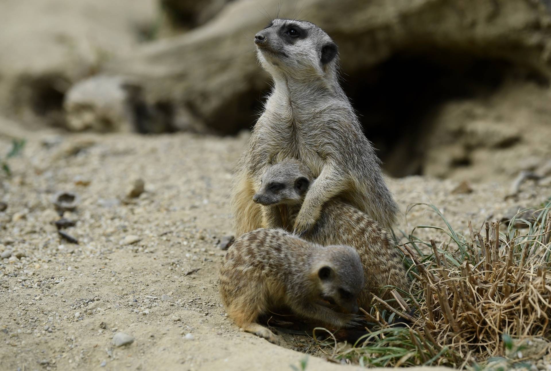 Banda Merkata U Zagrebackom Zoo U Veca Za Tri Clana Bebe Su Stare Tri Tjedna Igraju Se 24sata