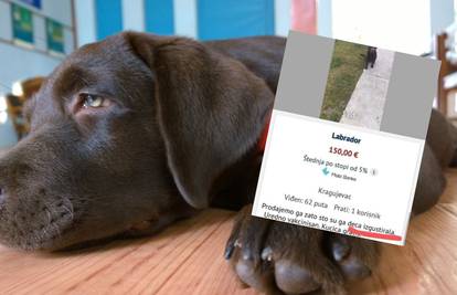 Oglas za prodaju psa iz Srbije razljutio korisnike društvenih mreža: 'Djeca su se zasitila...'