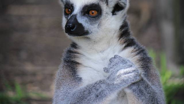 Na rubu izumiranja: Lemuri su najugroženiji primati na Zemlji