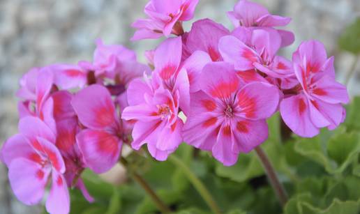 Trik kako da pelargonija cvjeta 'kao luda' sve do kasne jeseni