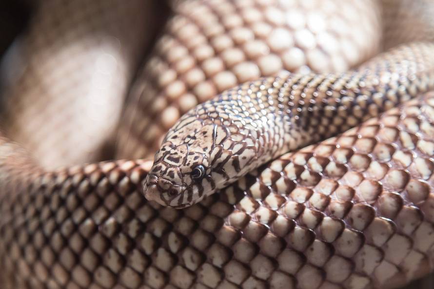 E za ovo je potrebna hrabrost: Studentice se igrale sa zmijom