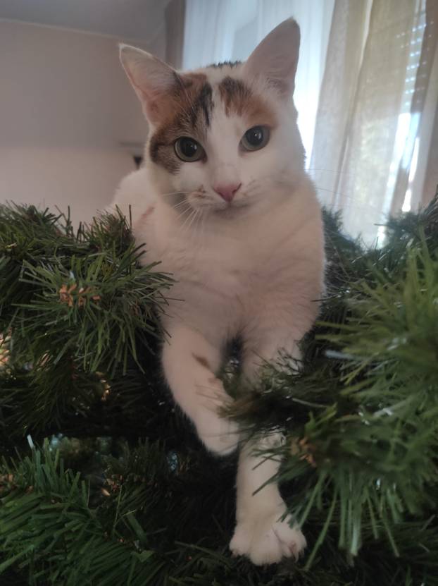 SUPER FOTKE vaših ljubimaca! Neki bi mogli biti viralni hit, ali svi su jednostavno neodoljivi