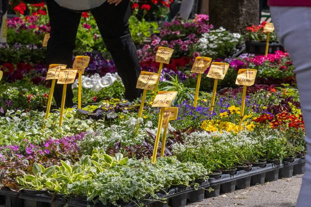 Pula: 17. sajam cvijeća Florija na Giardinima