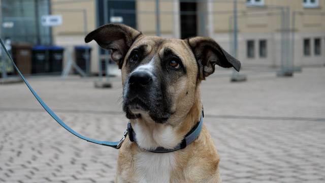 Solidarnost zavladala među psima u Hrvatskoj