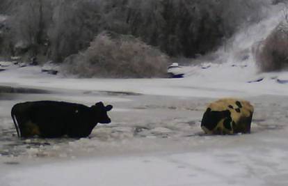 Krave je prevario led pa su propale u smrznuto jezero