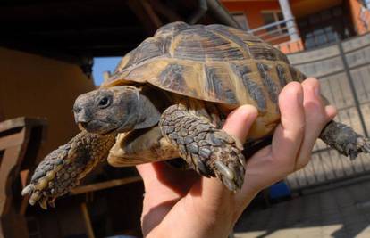 Vukovar: Zaplijenjene kornjače vrijedne gotovo milijun kuna