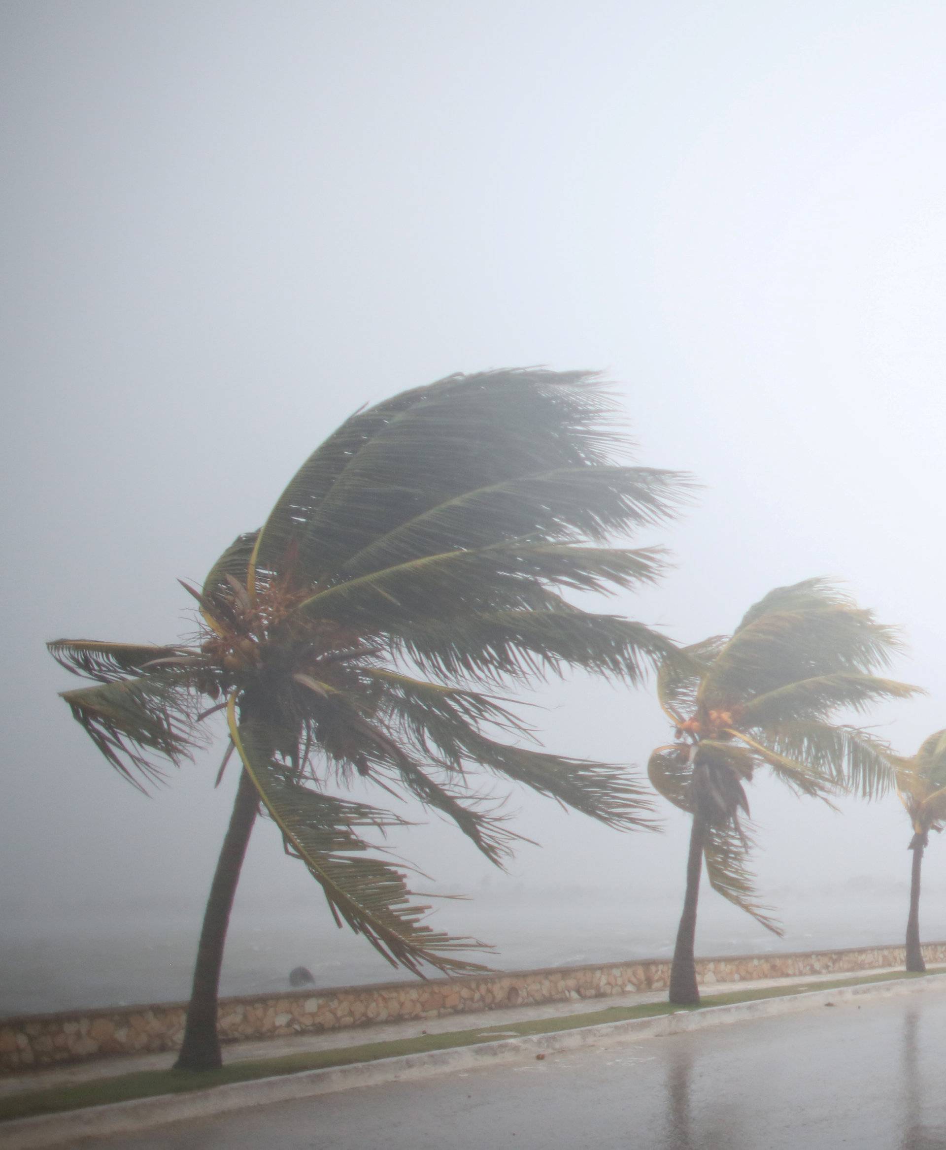 Palm trees sway in the wind prior to the arrival of the Hurricane Irma in Caibarien