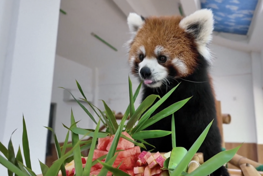 Wuxi Zoo