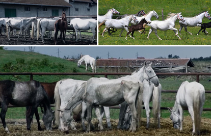 Prošlo je 15 godina otkako su iz Srbije u Lipik vraćeni ispaćeni lipicanci, odvedeni s ergele 91.