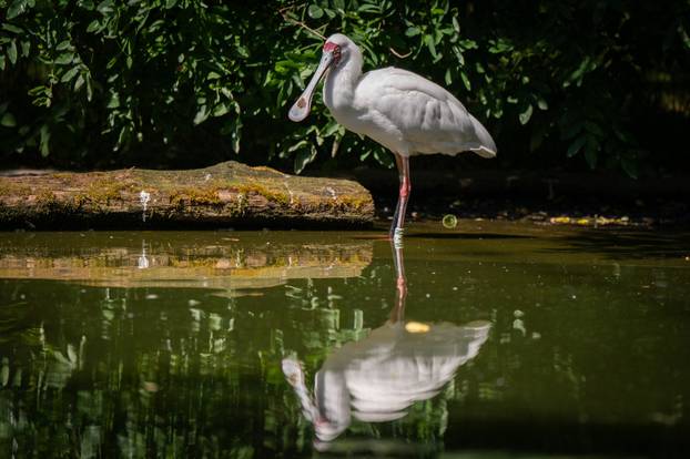 Zagreb: Životinje u Zoološkom vrtu odmaraju tijekom vrućina
