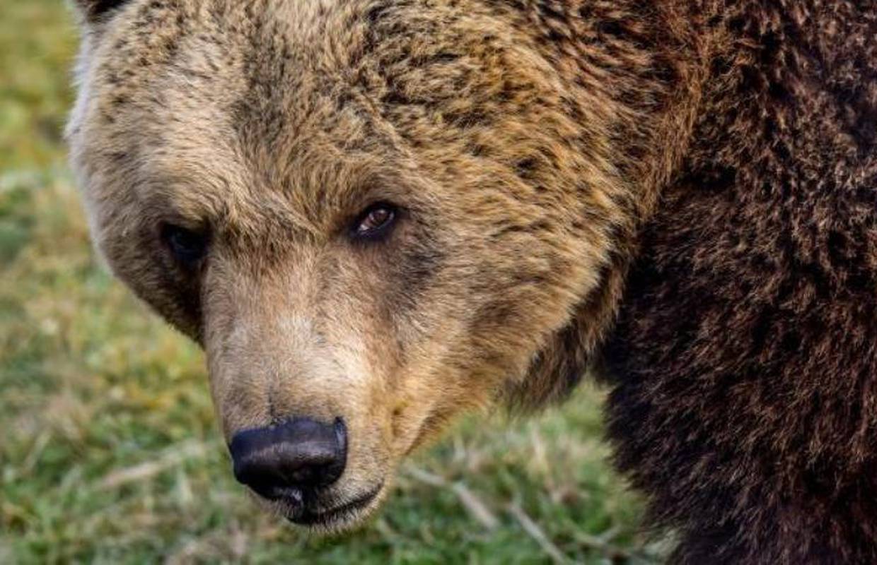 Medvjeda za kojim se tragalo kod Kostrene odstrijelili lovci: 'Morali smo odmah reagirati'