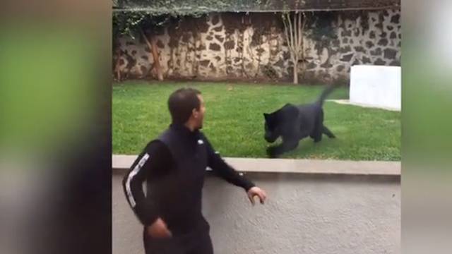 Opasna crna pantera skočila na čovjeka kako bi ga - poljubila