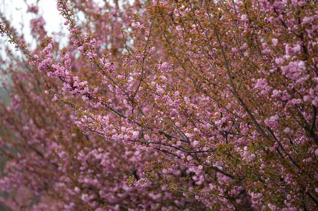 24sata Zagreb: Japanske trešnje u Ulici Bogoslava Šuleka