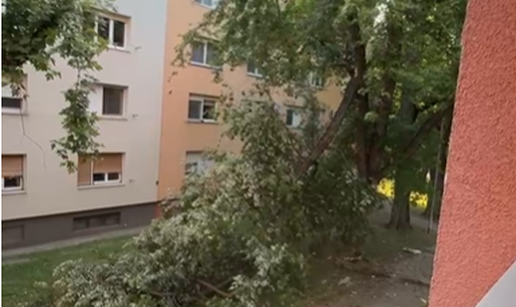 VIDEO Palo staro granje stabla u Osijeku, za sve je kriv vjetar