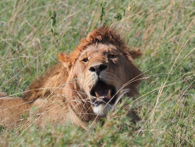 Serengeti National Park in Tanzania - Lions