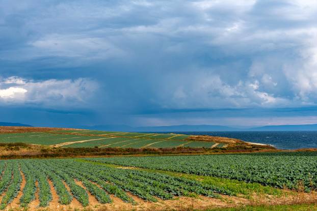 Polja kupusa u Istri