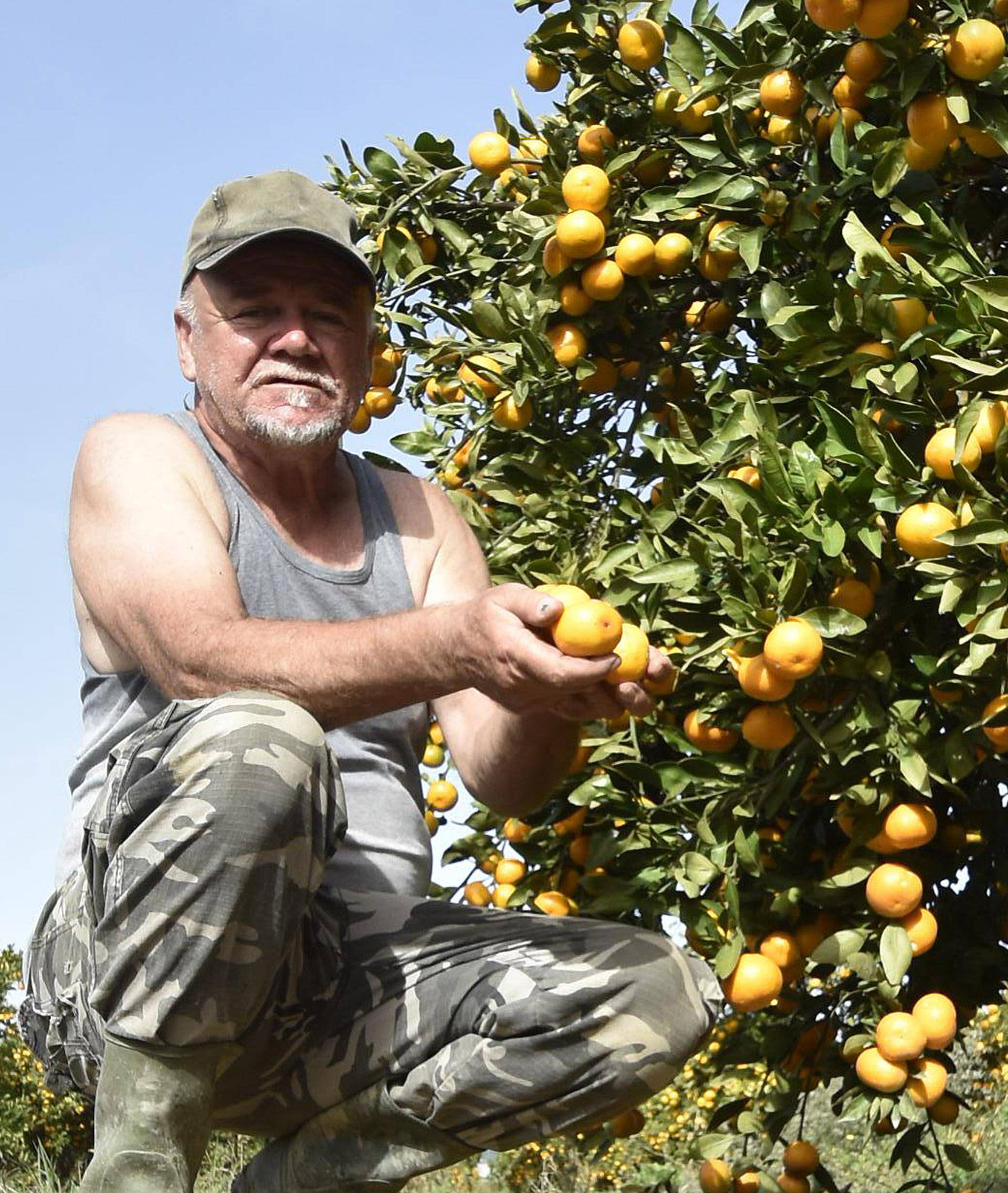 Odbačeno voće: ‘Ovakve sitne mandarine nitko neće otkupiti’