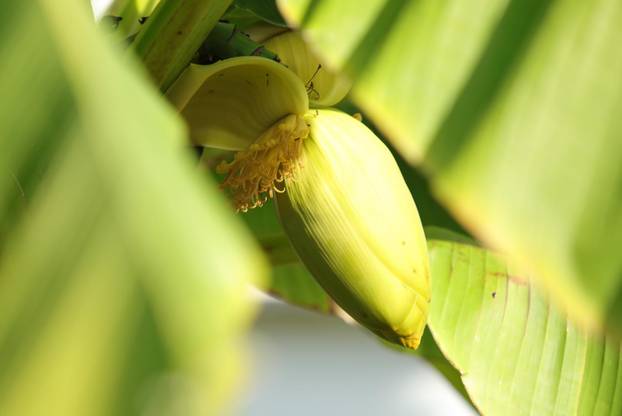 Egzotični vrt Igora Čupića