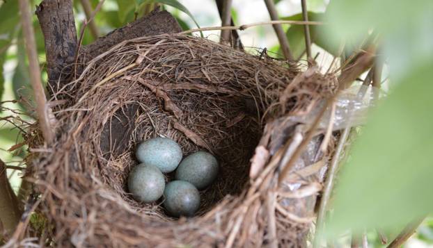 Kako im je palo na pamet? Ovo su stari preparati za jači libido