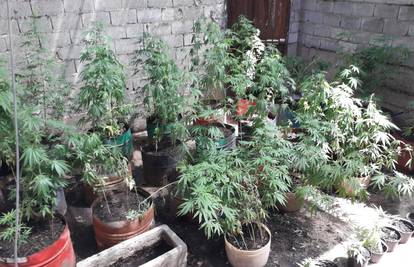 Kod Vrlike: Policija je našla manju plantažu marihuane