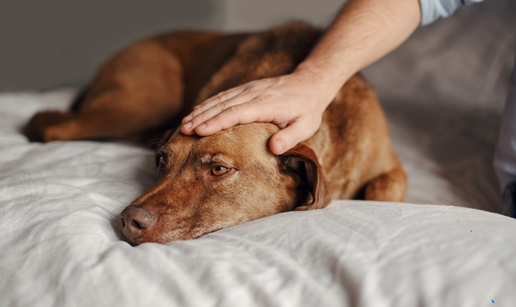 Nevjerojatan slu&ccaron;aj: Pas upucao sa&ccaron;maricom vlasnika u le&dstrok;a