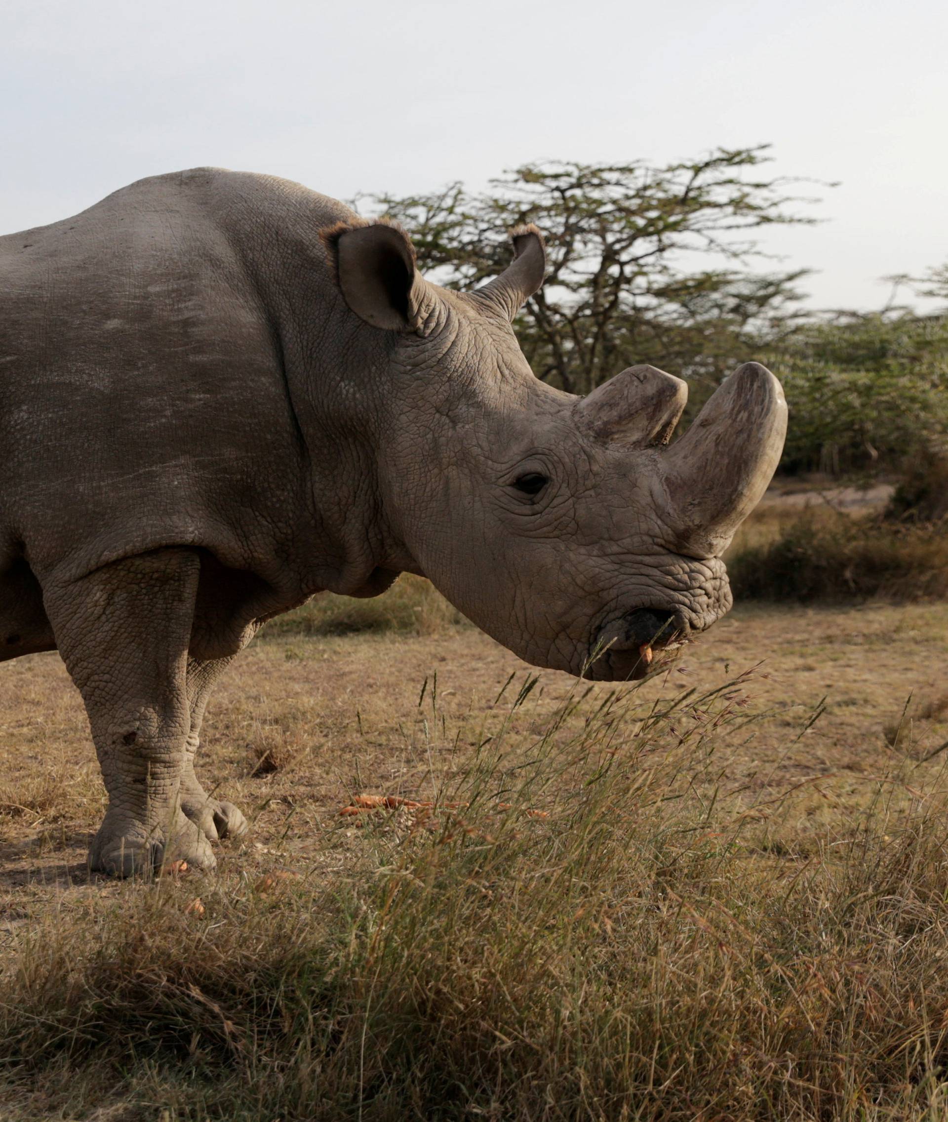 FILE PHOTO: The last surviving male northern white rhino named 'Sudan' is seen at the Ol Pejeta Conservancy in Laikipia