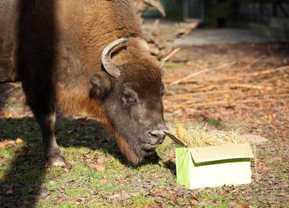 FOTO 'Djed Mraz' stigao u ZOO Zagreb i donio poslastice za sve