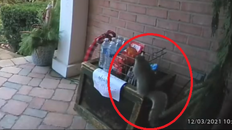 VIDEO Nesvakidašnja scena: Lukava vjeverica krala čokoladice iz košare ispred kuće