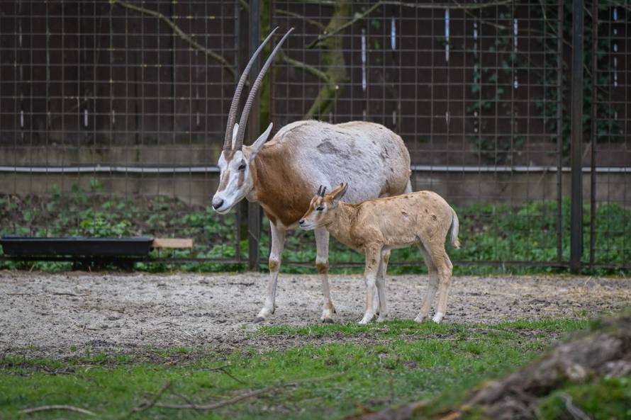 24sata Zagreb: Rodilište u Zoološkom vrtu