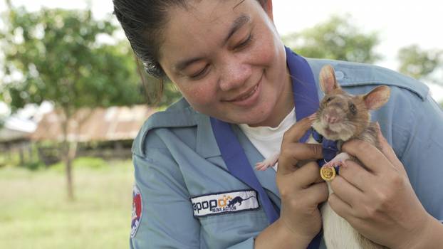 Magawa, a mine-sniffing rat, is pictured in Siem Reap