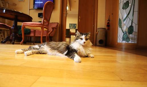 FOTO Prvi mačak grada: Miško je u svom uredu već udomio tri gradonačelnika Rijeke